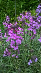 Bowles Mauve my small space garden