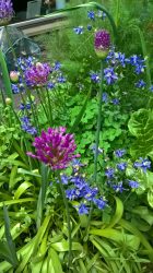 Bowles Mauve my small space garden