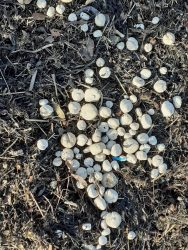 Black rock sands - haven greenacres - sea potato