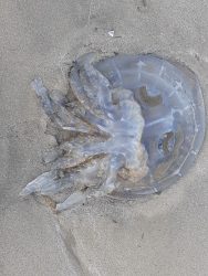 Black rock sands - haven greenacres - barrel jelly fish