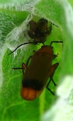 my insect friendly garden