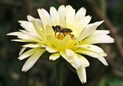 my insect friendly garden