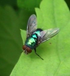 my insect friendly garden