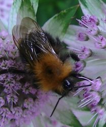 insect friendly garden