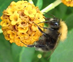 insect friendly garden