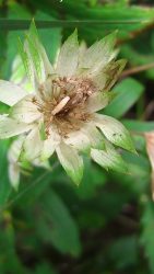 collecting seed from your garden