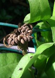 collecting seeds from your garden