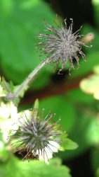 collecting seed from your garden