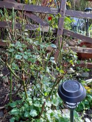 cutting back autumn garden cleanup