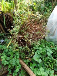 cutting back autumn garden cleanup