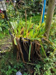 garden cleanup cut back iris