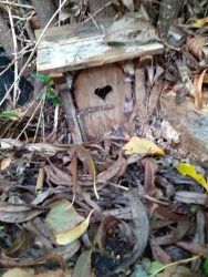 secret garden fairy house