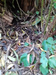 cutting back autumn garden cleanup hedgehog place