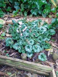 cutting back autumn garden cleanup hedgehog place