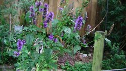 garden cleanup flowering plants