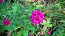 Flowering in Autumn