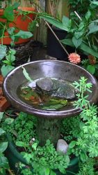 clean bird bath and ponds