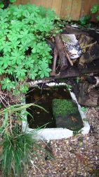 clean bird bath and ponds