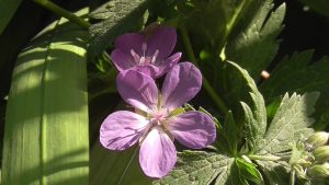 Geranium