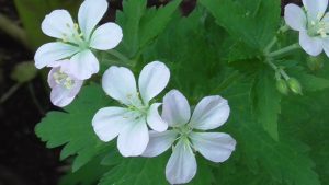 Geranium