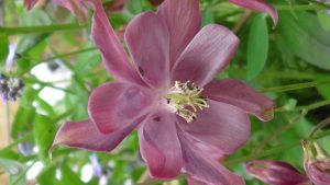 Clematis - climber