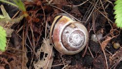 Wet Winter decay and snails