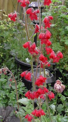 Heuchera