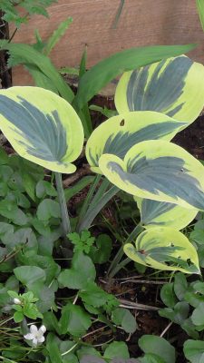 Hosta