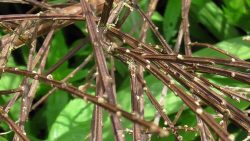 Broom, leaf and buds both frosts, shrub dead