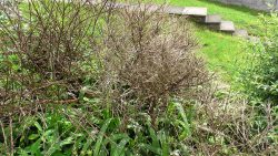 Broom, leaf and buds both frosts, shrub dead