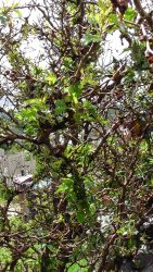 Cherry tress, plant loss over Winter as leaf buds get frost