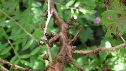 Cherry tress, plant loss over Winter as leaf buds get frost