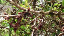 Cherry tress, plant loss over Winter as leaf buds get frost