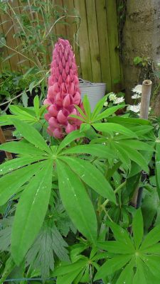 Pink lupin