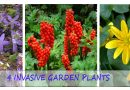 4 Invasive menacing garden plants