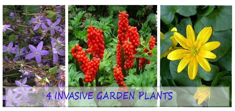 4 Invasive menacing garden plants