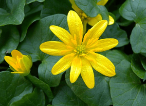 Menacing garden plants lesser celandine very invasive.