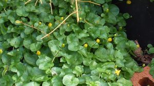 Invasive garden plants lesser celandine