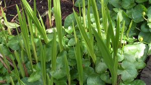 Lesser celandine and crocosmia invasive garden plants