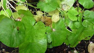 Invasive menacing garden plant Lesser Celandine nodules