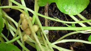 Invasive menacing garden plant Lesser Celandine nodules