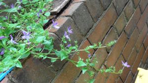 Campanula poscharskyana invasive plants