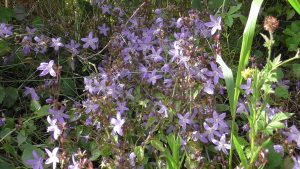 Campanula poscharskyana invasive plants