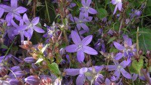 Campanula poscharskyana menacing garden plants that are invasive