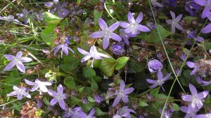 Campanula poscharskyana invasive plants