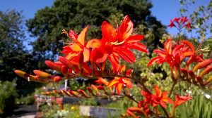 Crocosmia Invasive or not invasive