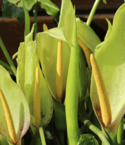 Arum Italicum invasive menacing garden plants