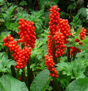 Arum Italicum invasive menacing garden plants