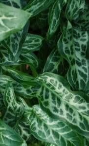 Arum Italicum invasive menacing garden plants