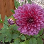 sensational dahlia